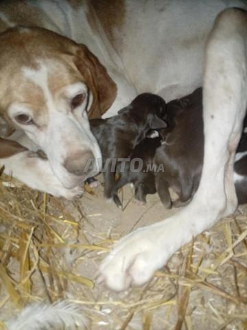 Chiots de chiens de chasse - 2