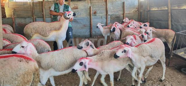 Mouton Sardi de bonne qualité, avec un bon bélier
