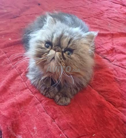 Femelle persan 4 mois