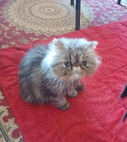 Femelle persan 4 mois - 2