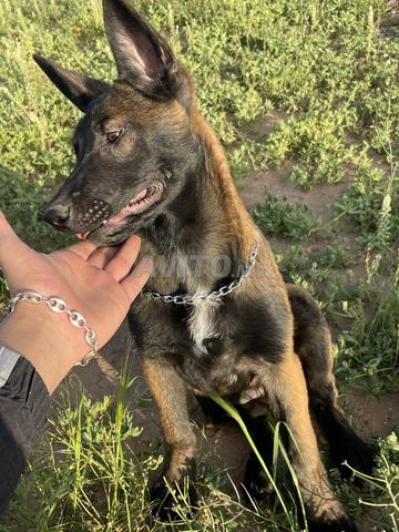 أنثى مالينوا