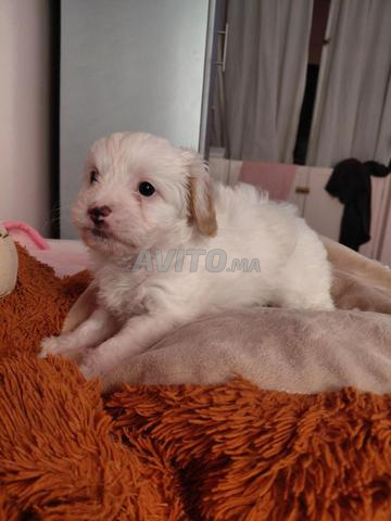 Bichon à vendre - 2