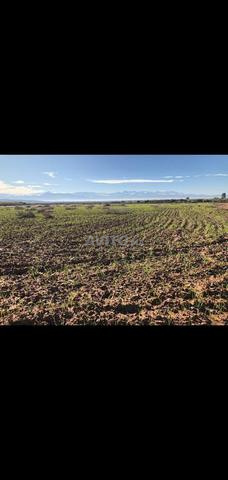 Terrain 2,14 ha près Marrakech direct propriétaire