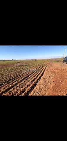 Terrain 2 14 ha Marrakech propriétaire direct - 2