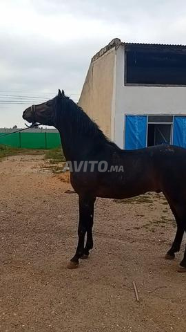 حصان عربي أصيل جميل عمره 4 سنوات