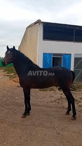 Pur-sang arabe de 4 ans - 2