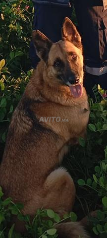 Femelle Malinois Royale à vendre - 2