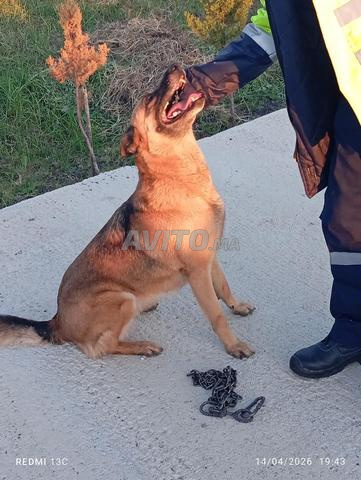 أنثى مالينوا رويال للبيع