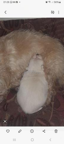 جرو كلب قزم 🐩