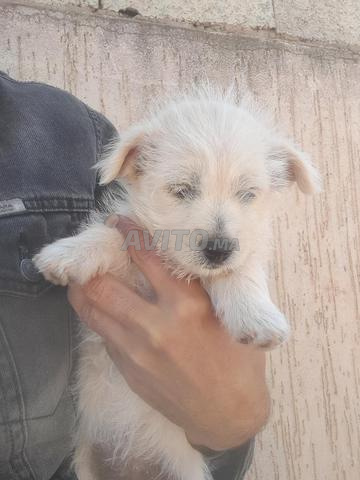 Chiot Caniche 🐩 - 2