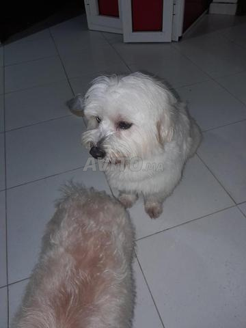 Chien Bichon Maltais - 2