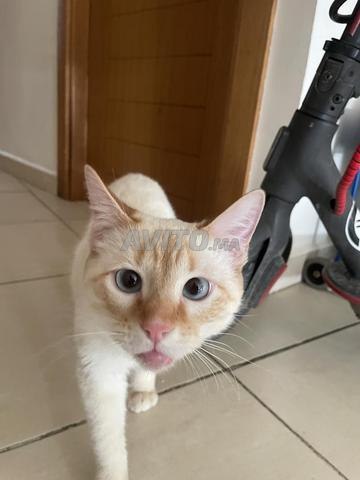 Chat à vendre - 2
