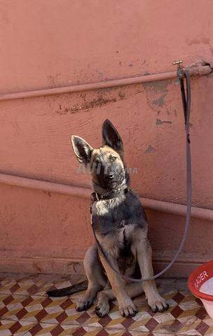 جرو مالينوا عمره 3 أشهر