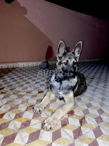 Chiot Malinois âgé de 3 mois - 2