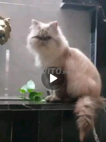 Chat persan pure race - 2