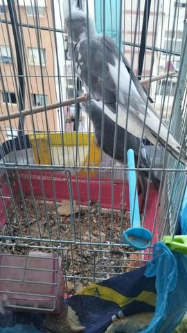 كولوبسات للبيع مع علبها - 2