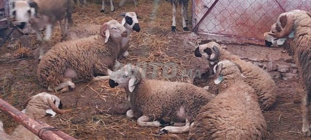 بيع خراف ساردي لعيد الأضحى 2026 - 2