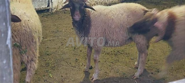 بيع خرفان بركي لعيد الأضحى 2026 - 2