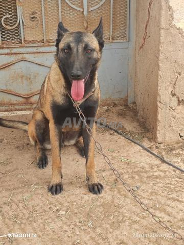 بيع أنثى مالينوا