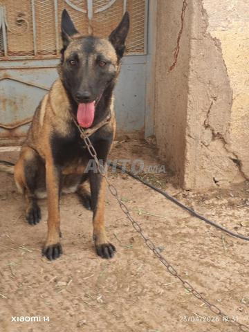 vente malinois femelle - 2