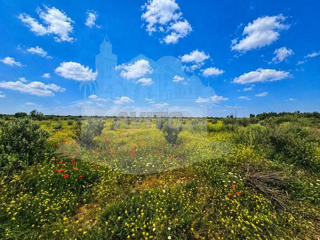 Terrain oliveraie 5,5 ha Agafay Marrakech - 2