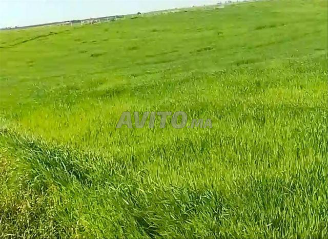 هكتاران محفظان تيفلت 35 مليون للهكتار @ هكتار واحد - 2