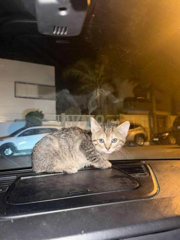 Chatonne à adopter (gratuit) - 2