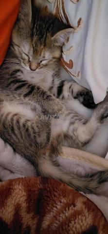 Chatonne à adopter (gratuit)