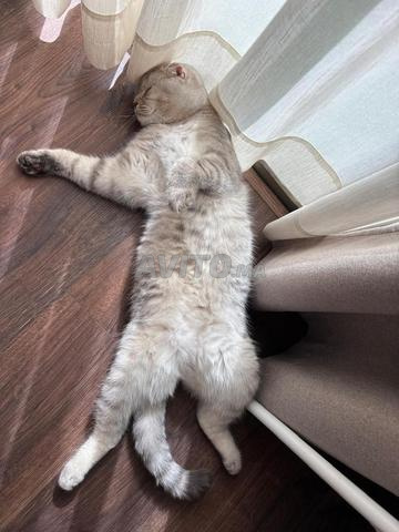 Scottish Fold mâle – 2 ans – Castré – Vacciné - 2