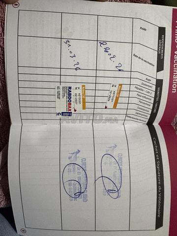 Spitz Pomeranian - 2