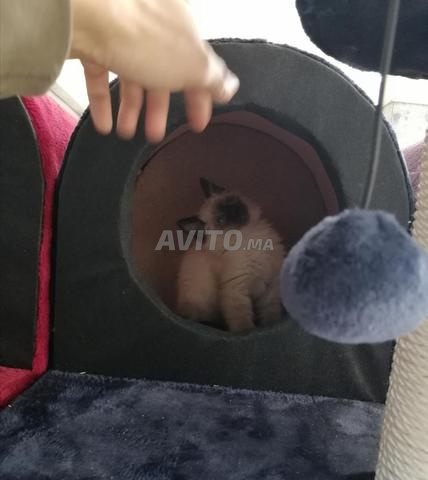 Chaton siamois himalayen poil long - 2