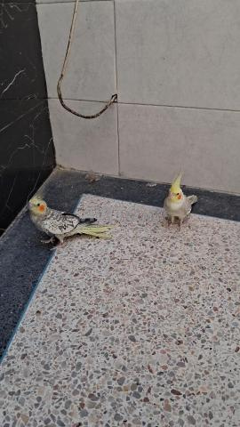 Calopsitte dressée - 2