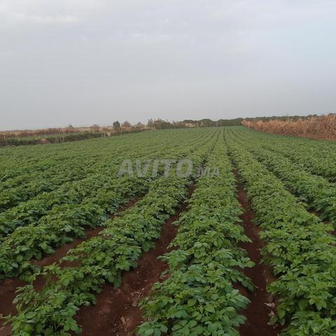 أرض فلاحية محررة - 2