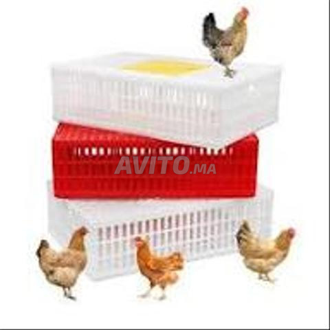 صندوق نقل دواجن - 2