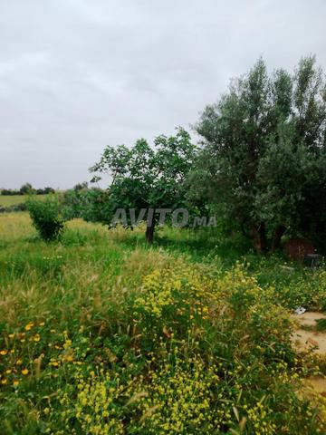 4000m² titré ... proche de l'autoroute - 2