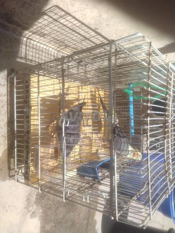 Oiseaux calopsittes - 2