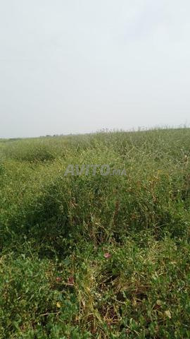 أرض فلاحية كبيرة مرسمة على بعد 25 كم من الدار البيضاء