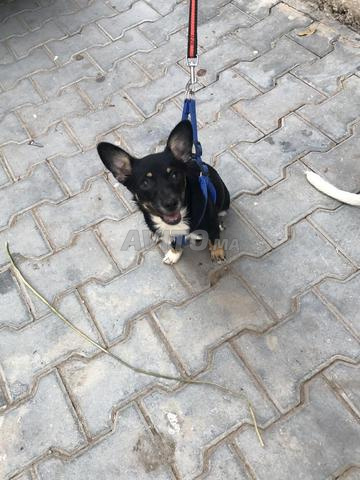 Chiots chihuahua - 2