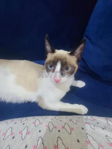 Chatte siamoise femelle - 2