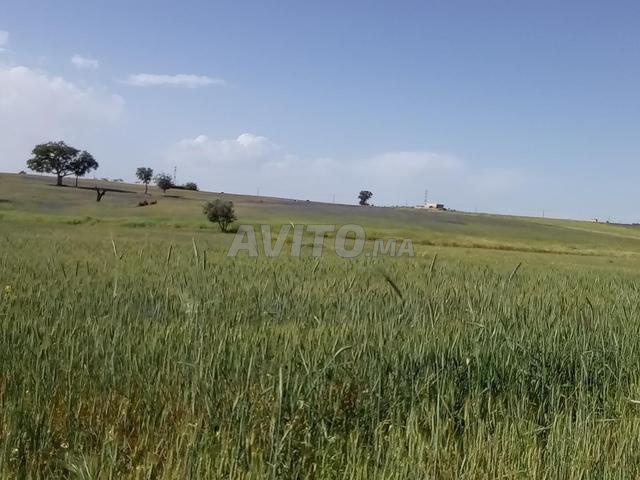 أرض فلاحية - 2