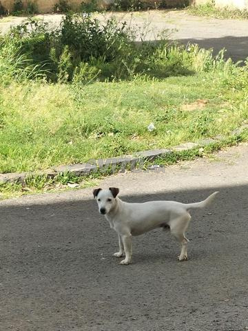 Jack Russell terrier