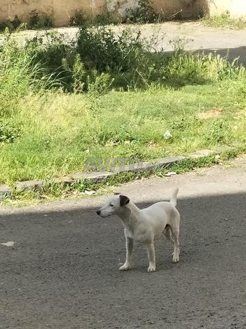 Jack Russell terrier - 2