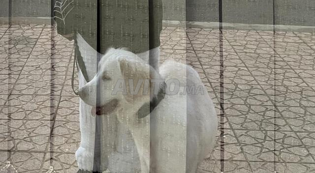 Golden retriever blanc à vendre 😍🪬 - 2