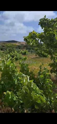 Maison et terrain 2h à Asilah route Tanger - 2