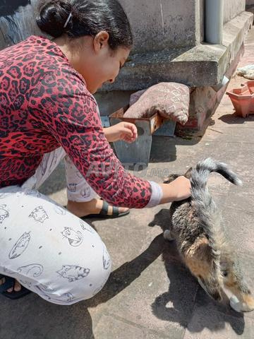 Une chatte avec ses petits - 2