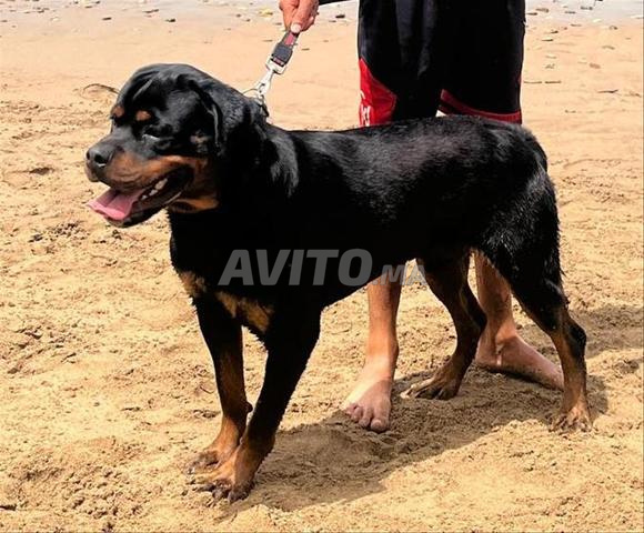 Rottweiler