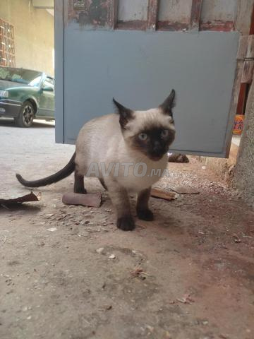 Chaton siamois de plus de 4 mois - 2