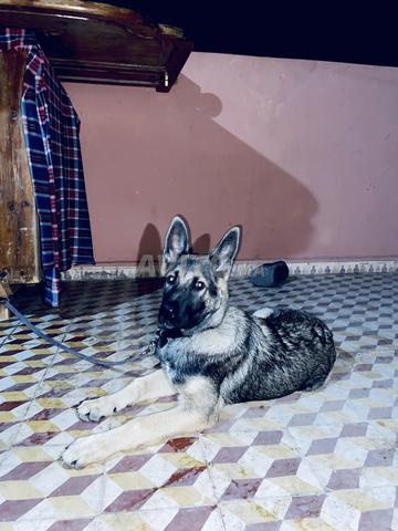 Malinois mâle 3 mois avec carnet de vaccination - 2