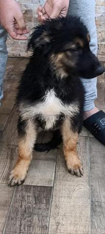 Derniers 6 Chiots Berger Allemand / Atlas - 2