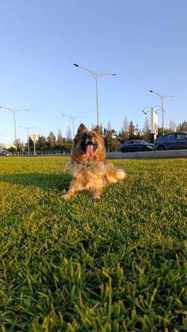 آخر 6 جراء شيبرد ألماني / أطلس